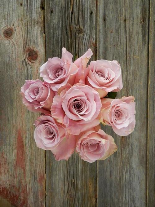 FAITH  LIGHT PINK ROSES